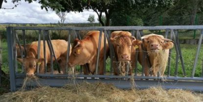 Fleisch aus Euskirchen Niederkastenholz von Fam. Mies